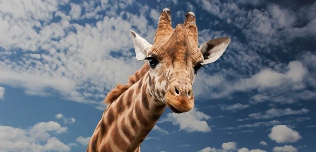 hlava žirafy.jpg