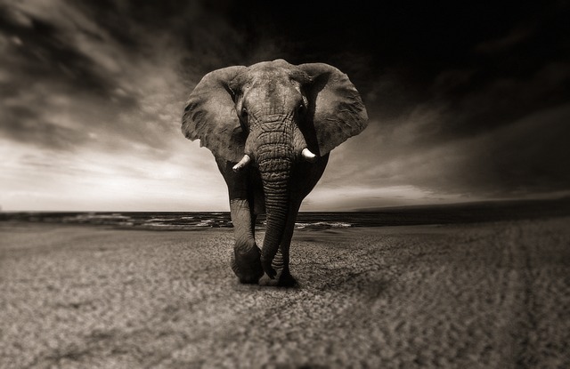 slon v Africe.jpg