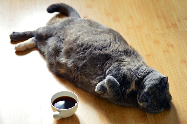 kočka s kávou na dřevěné podlaze